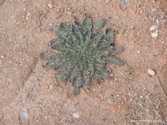 Echium vulgare pustulatum