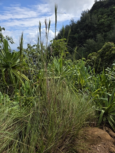 Andropogon bicornis observed 2026-08-03