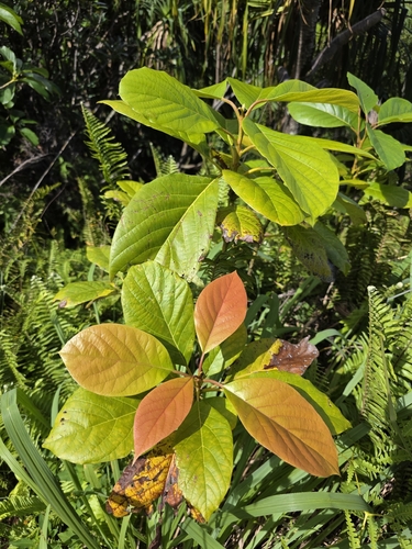 Persea observed 2026-08-03