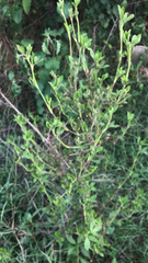 Cleome viscosa