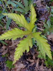 Filipendula rubra