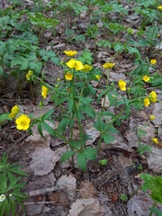 Ranunculus conspicuus