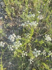 Bifora americana