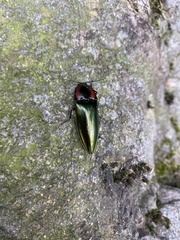 Campsosternus watanabei