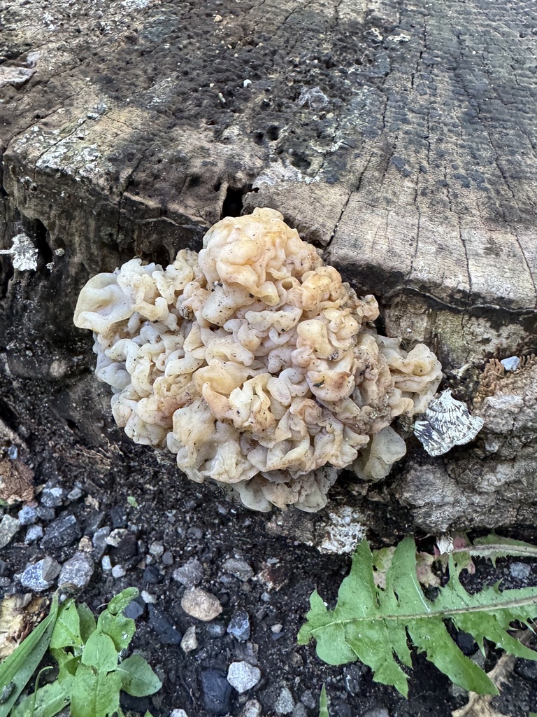 white jelly fungus · August 2026 · photo: Photo: (c) gwt2102, some rights reserved (CC BY) · iNaturalist