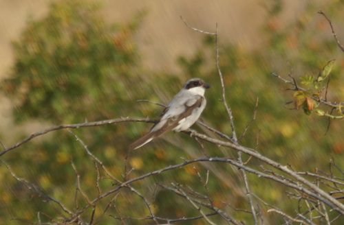 Alcaudón chico (Lanius minor)