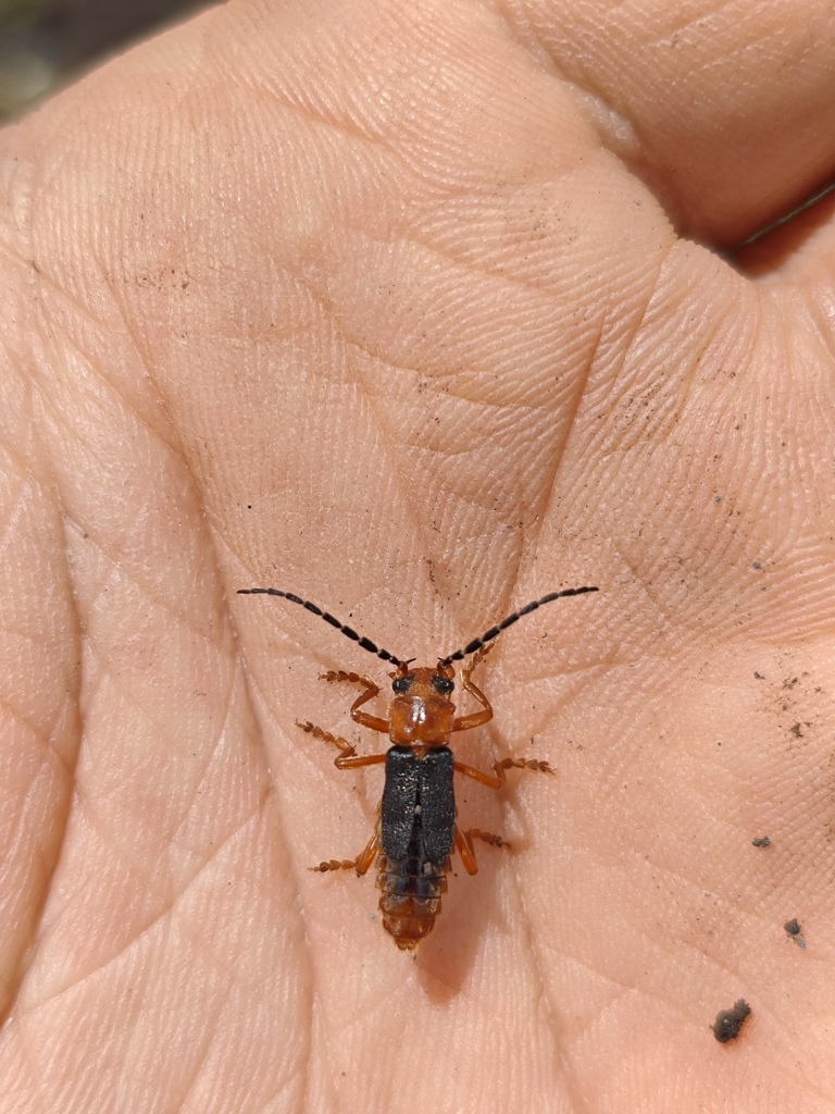 Themus dashankouenisis