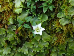 Gentiana flavomaculata