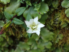 Gentiana flavomaculata