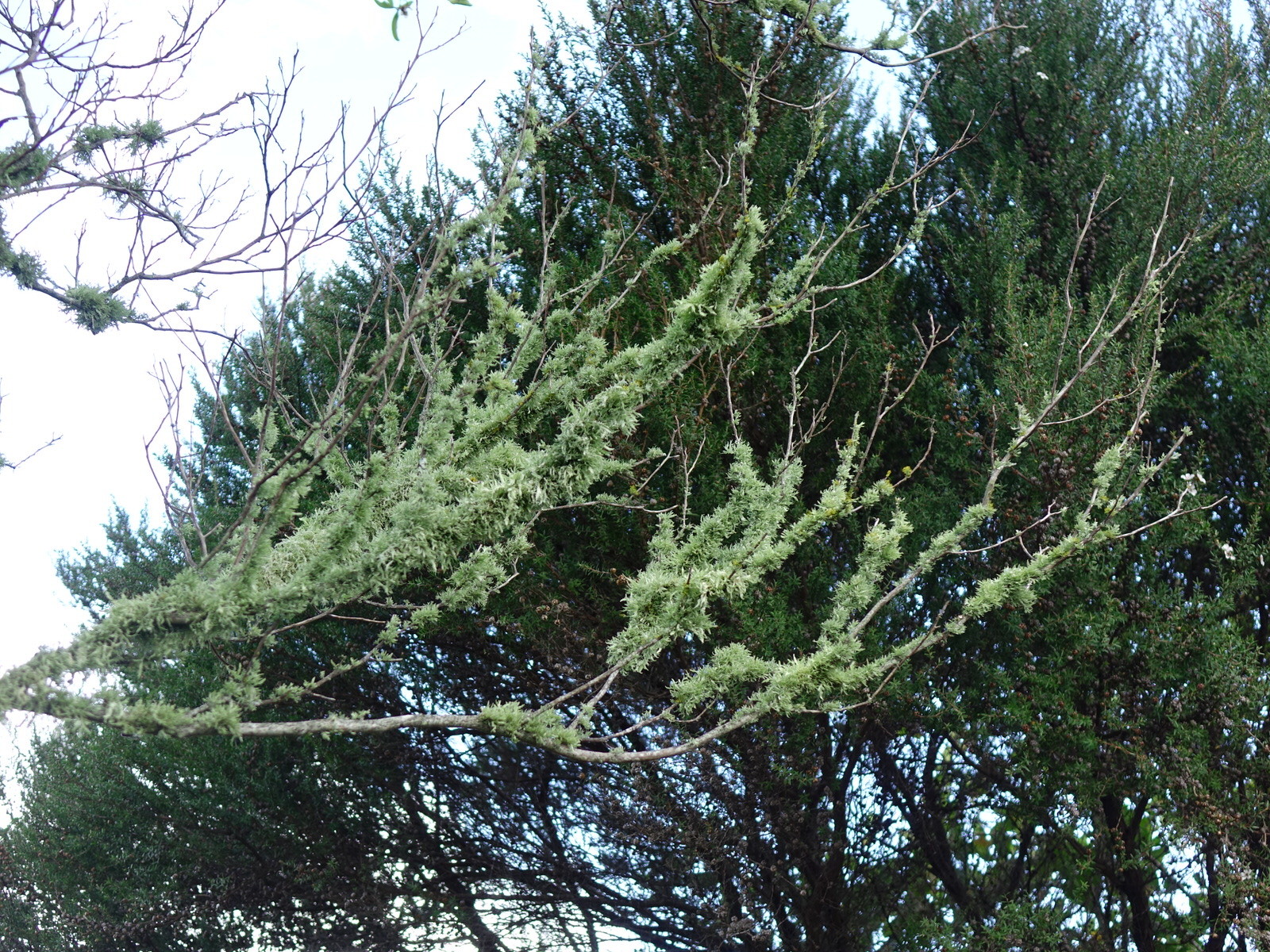 Ramalinaceae image