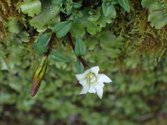 Gentiana flavomaculata