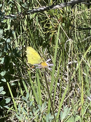 iNaturalist observation photo of Clouded Yellows