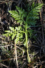 Sceptridium robustum