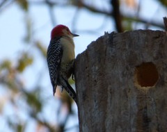 Melanerpes carolinus