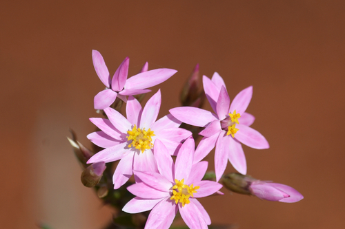 Pink Everlasting