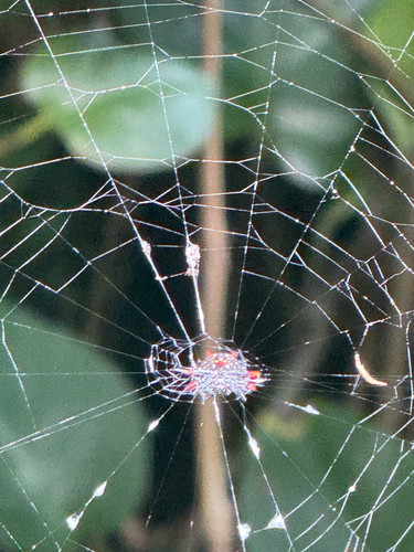 Gasteracantha cancriformis, 2026-08-01