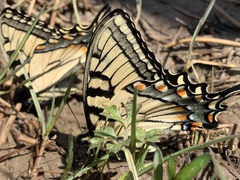 Papilio appalachiensis