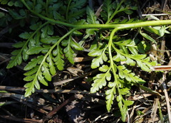 Sceptridium robustum