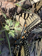 Papilio appalachiensis