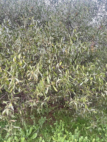 Varnish Wattle