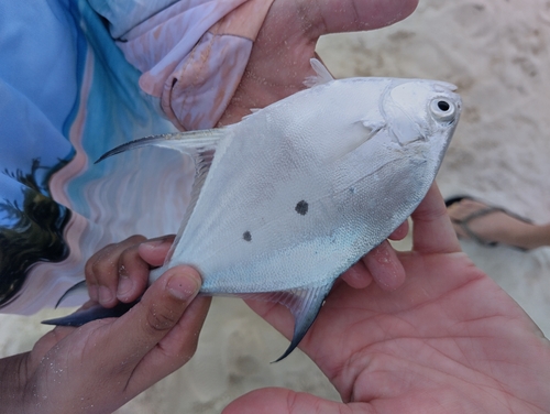 Kleinvlek-pompano (Trachinotus baillonii) — Carangidae — 3