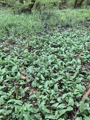 Bistorta officinalis