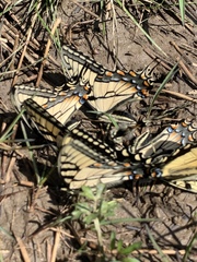 Papilio appalachiensis