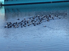 Somateria mollissima