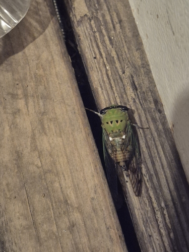 Superb Dog-day Cicada