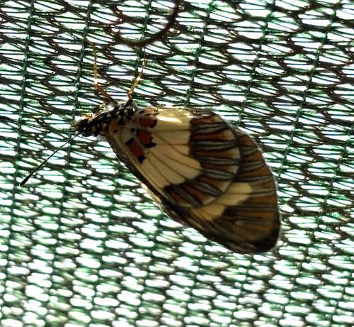 Yellow-banded Amber