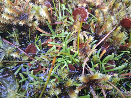 Abrotanella observed 2026-06-21