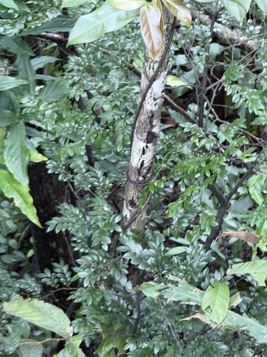 Diospyros vaccinioides observed 2026-07-30