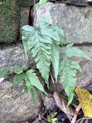 Tectaria subtriphylla observed 2026-07-30