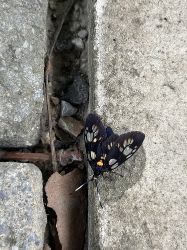 Trypanophora semihyalina