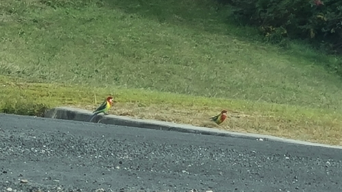 Eastern Rosella