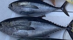 Thunnus atlanticus