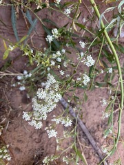 Lepidium montanum