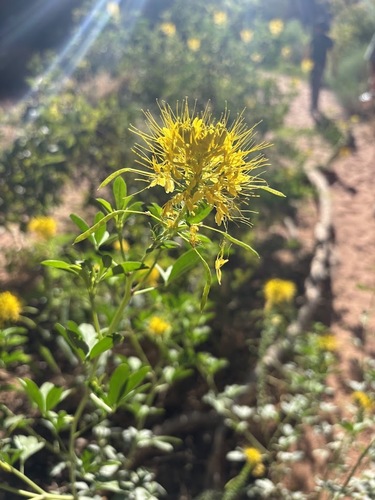 Cleomella lutea, photograph 3