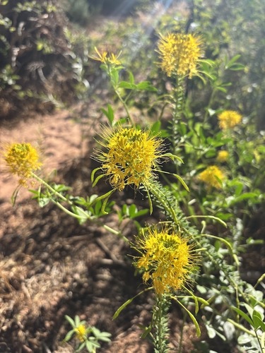Cleomella lutea, photograph 2