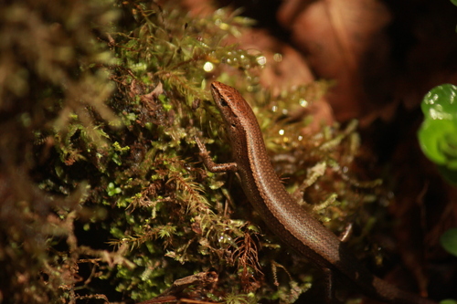 Lampropholis delicata observed 2026-07-30