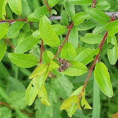 Anthophila fabriciana