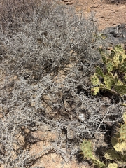Lycium intricatum