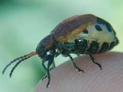 Galeruca rufa