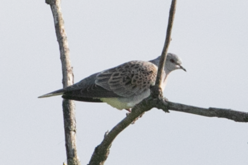 Tórtola europea (Streptopelia turtur)