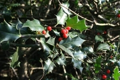 Ilex aquifolium