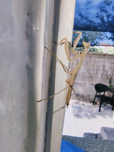 European Mantis