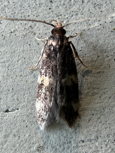 Scarce Obscure Moth (Oegoconia deauratella)