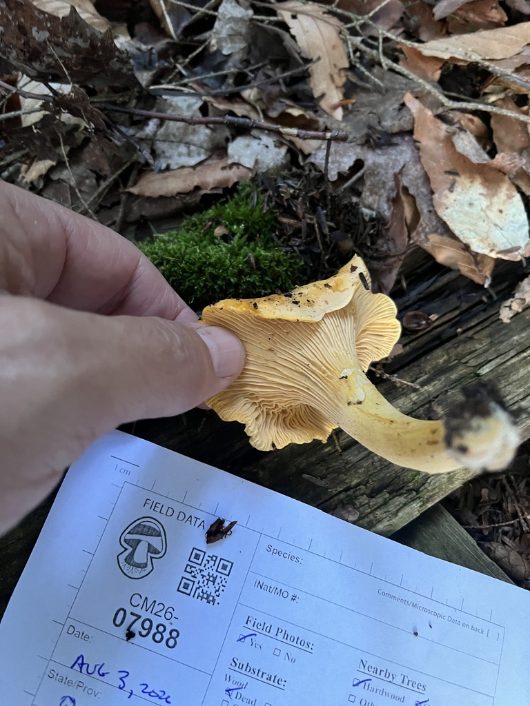 Newfoundland chanterelle