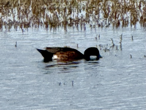 Chestnut Teal