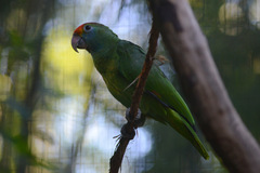 Amazona rhodocorytha